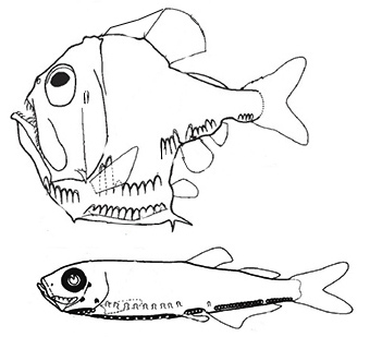 Familia Sternoptychidae_claves.jpg